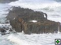 thn_The Catlins Coast 019.jpg